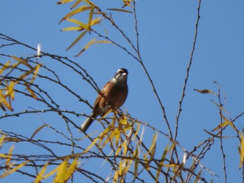 Meadow Bunting Watarase Yusuichi (Wetland) Thu, 12/17/2015