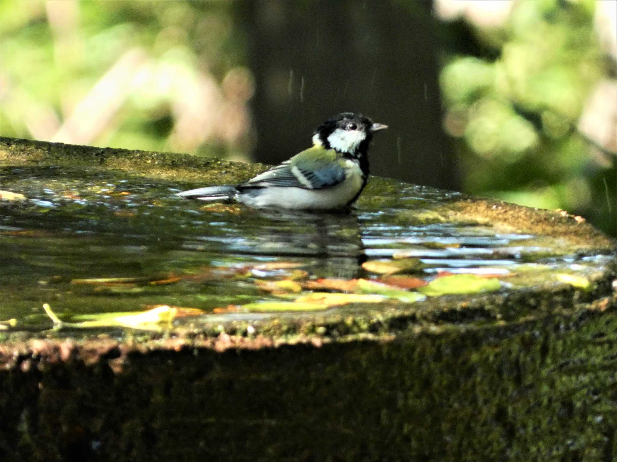 シジュウカラ