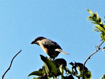 Sun, 10/2/2022 Birding report at 湘南国際村