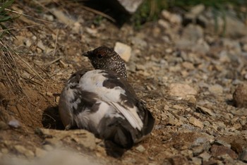 Rock Ptarmigan 北アルプス Unknown Date