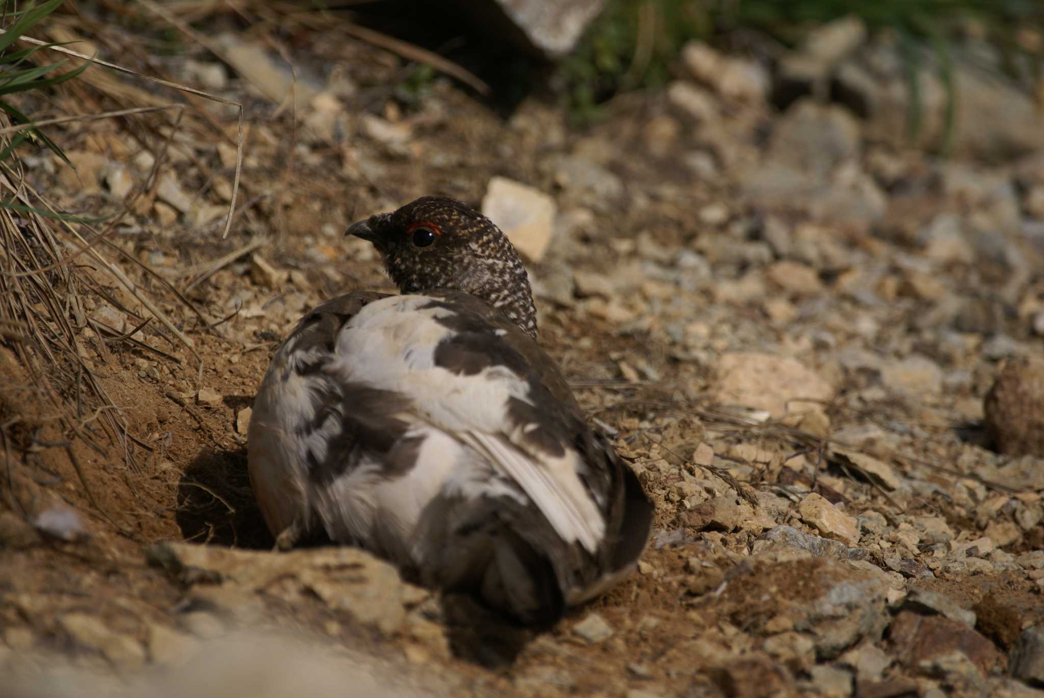 Photo of Rock Ptarmigan at 北アルプス by bea