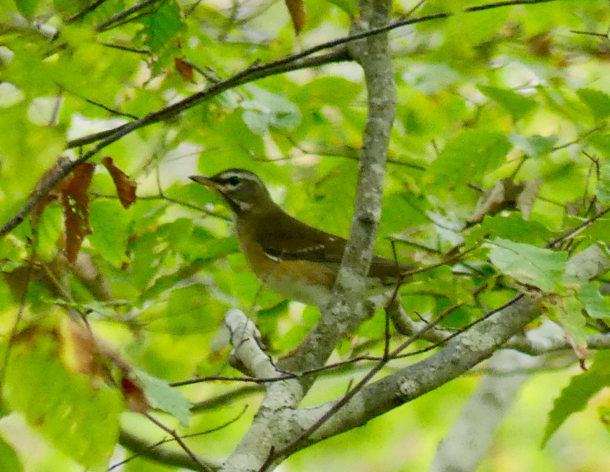 Eyebrowed Thrush