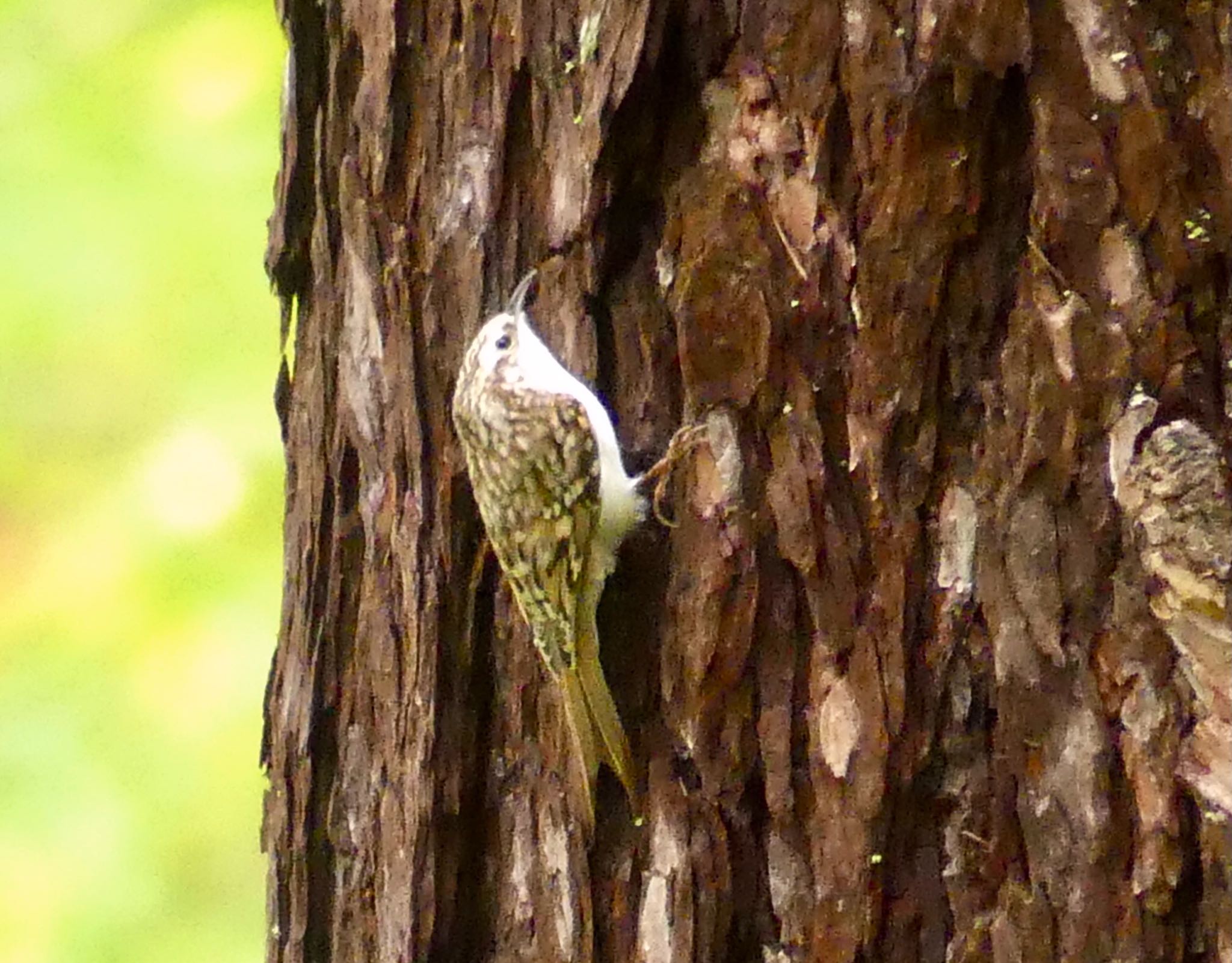 Eurasian Treecreeper