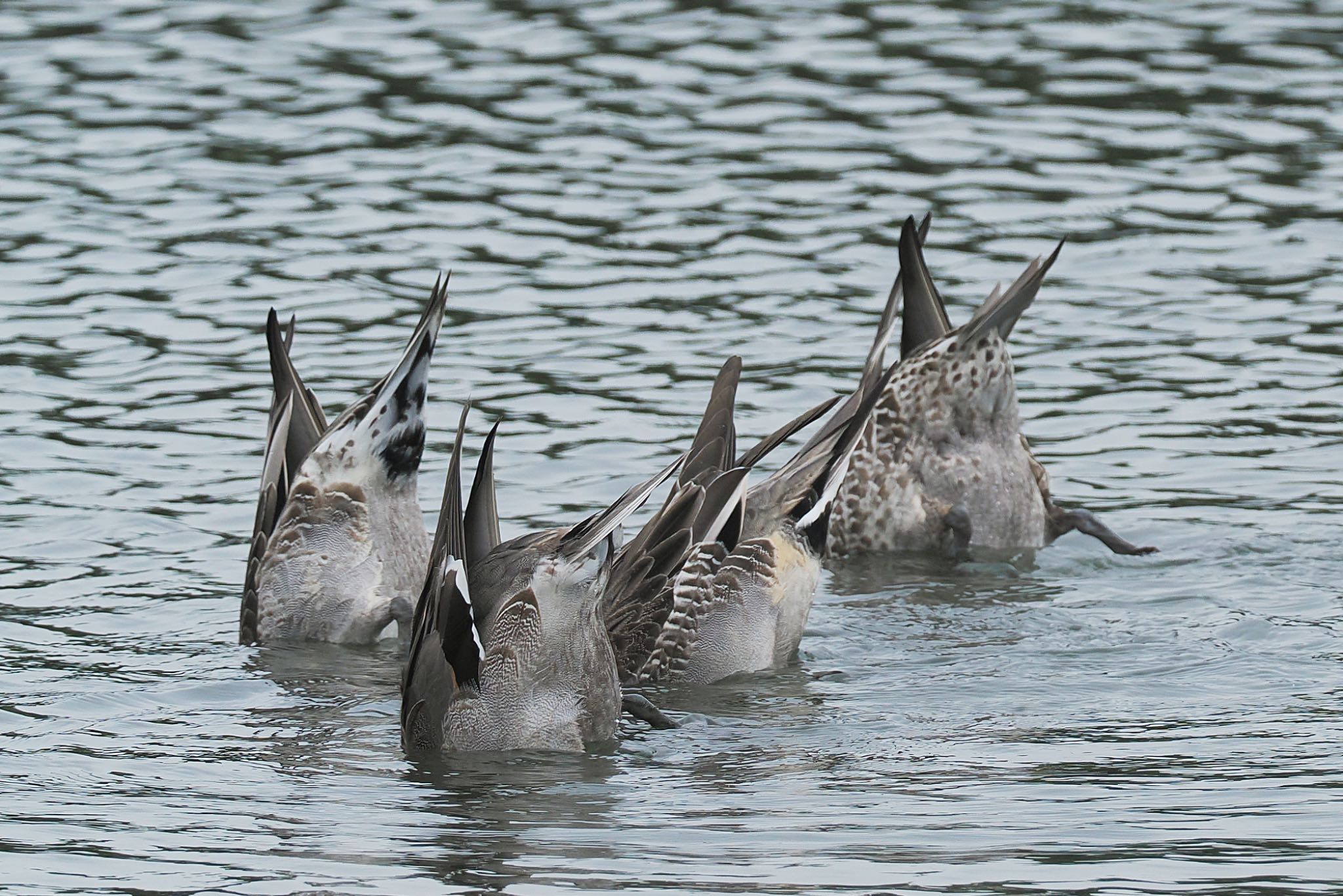 東京港野鳥公園 オナガガモの写真