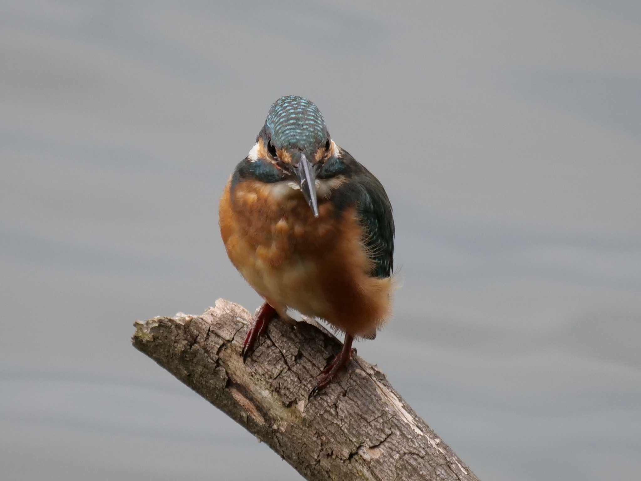 都内近郊 カワセミの写真