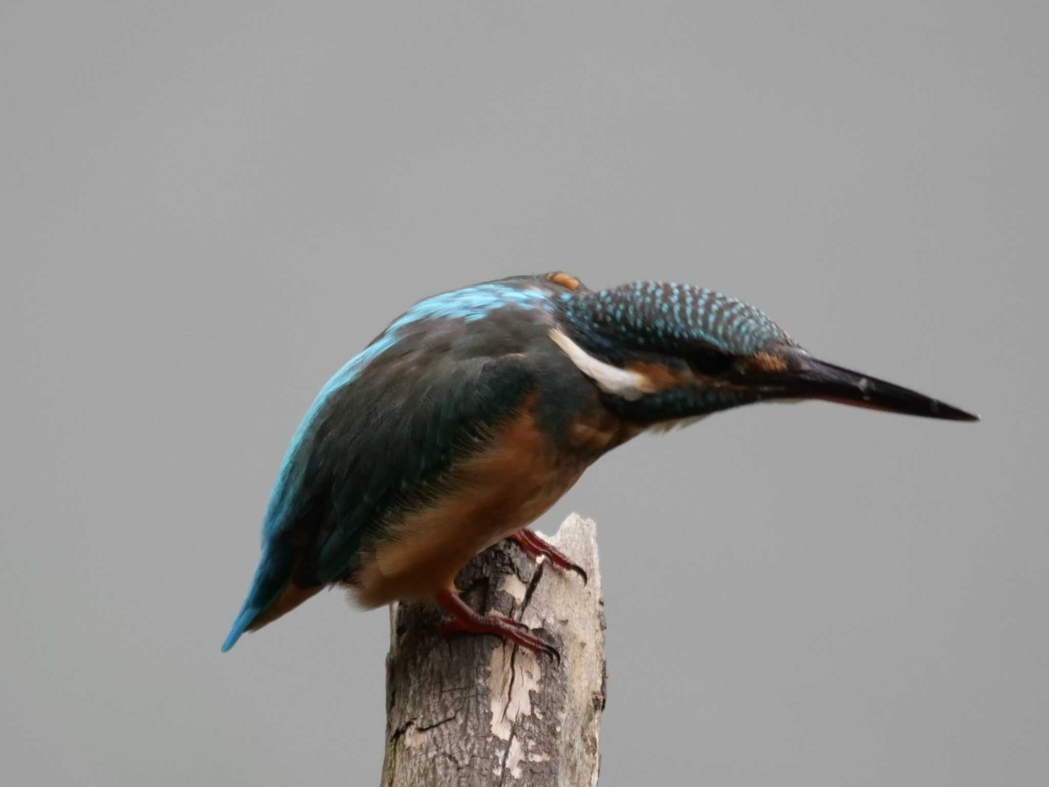 都内近郊 カワセミの写真 by little birds