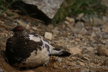 Rock Ptarmigan 北アルプス Unknown Date