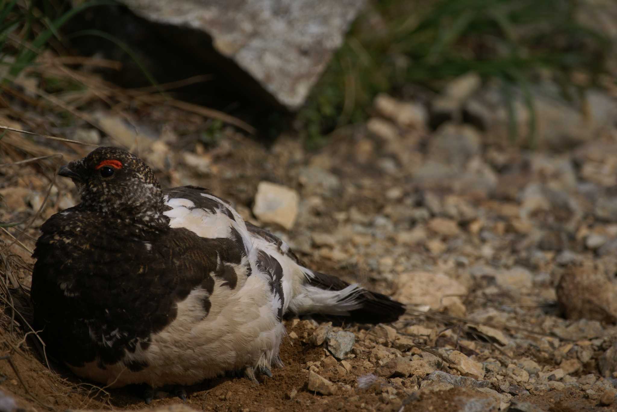 Photo of Rock Ptarmigan at 北アルプス by bea