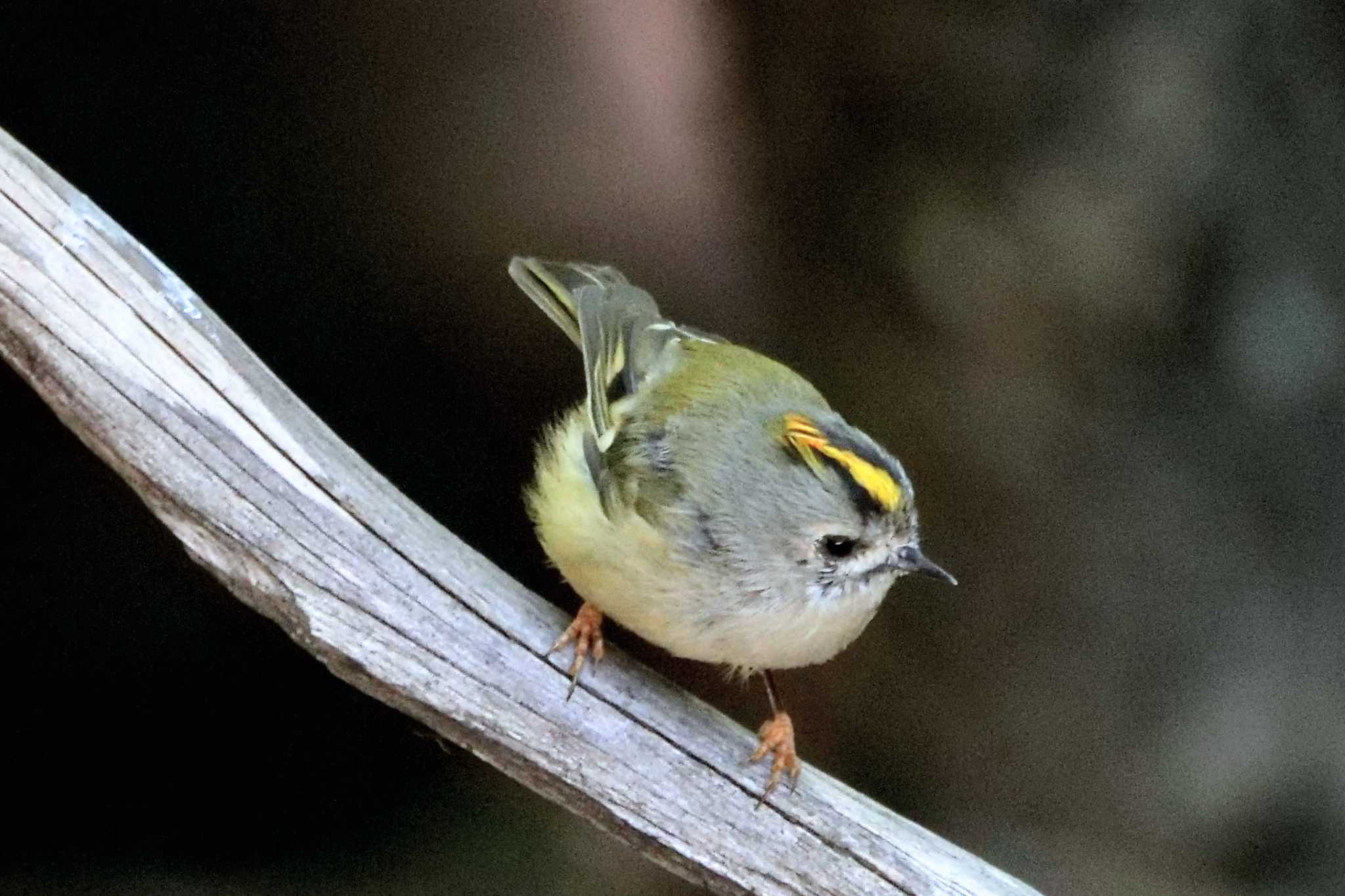 Goldcrest