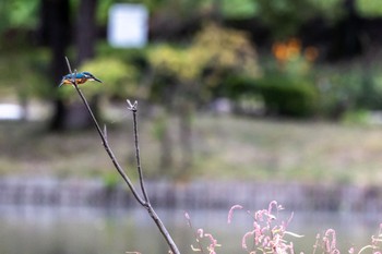 カワセミ 多摩市 2022年10月9日(日)