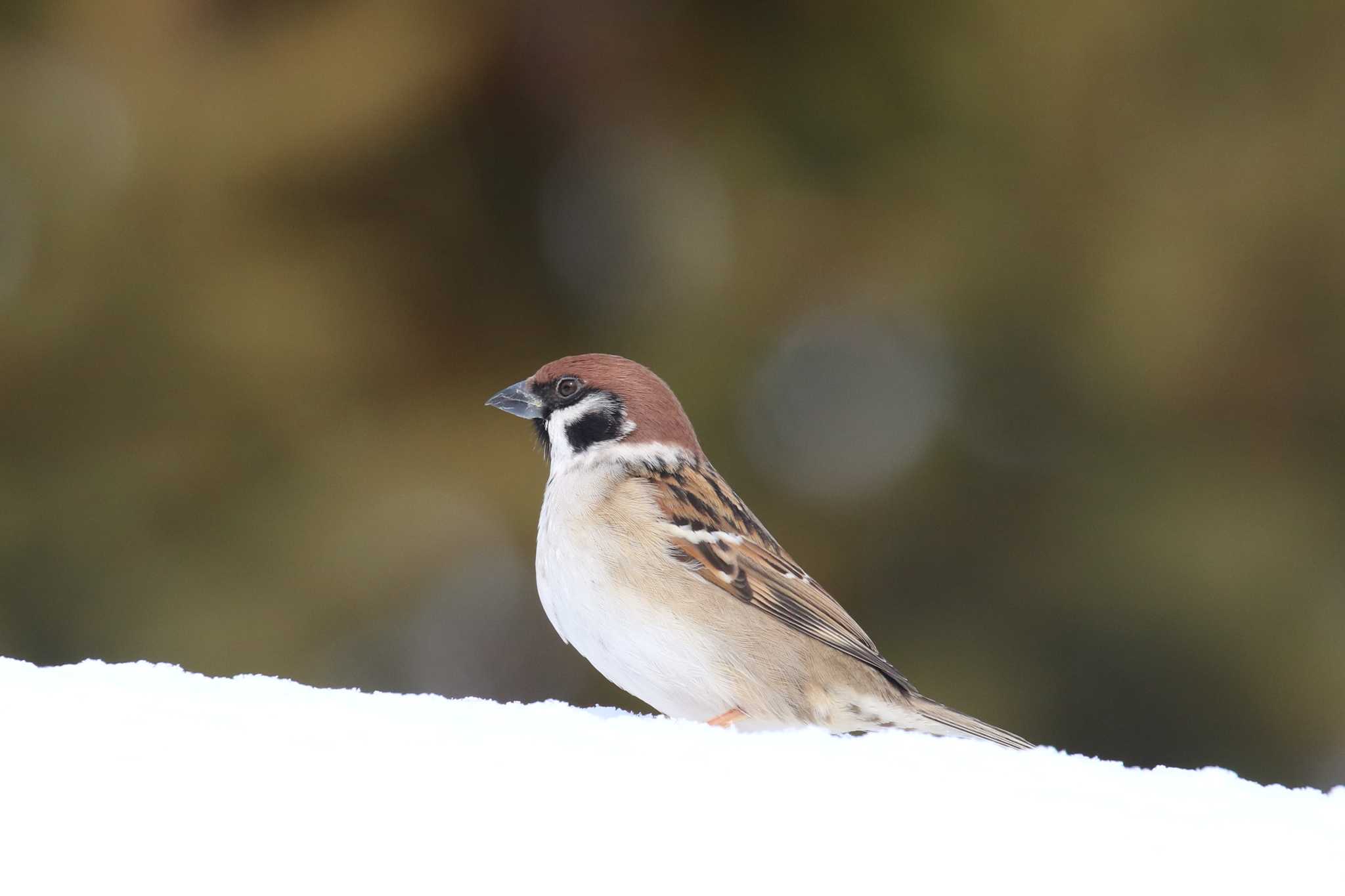 雪の上に。 by 野鳥好き