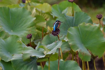 2022年10月11日(火) 蟹ヶ谷公園の野鳥観察記録