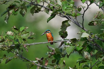 Common Kingfisher 蟹ヶ谷公園 Tue, 10/11/2022