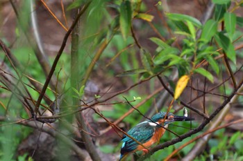 Common Kingfisher 蟹ヶ谷公園 Tue, 10/11/2022