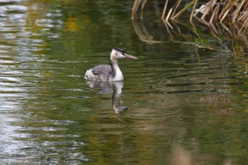 カンムリカイツブリ 長浜公園 2022年10月12日(水)