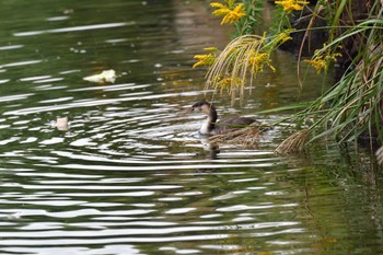 カンムリカイツブリ 長浜公園 2022年10月12日(水)