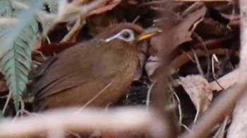 Chinese Hwamei 夫婦池公園 Sun, 2/11/2018