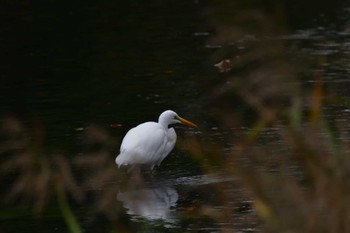 ダイサギ 長浜公園 2022年10月12日(水)