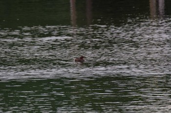 カイツブリ 長浜公園 2022年10月12日(水)