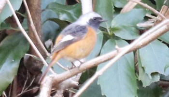 Daurian Redstart 夫婦池公園 Sun, 2/11/2018