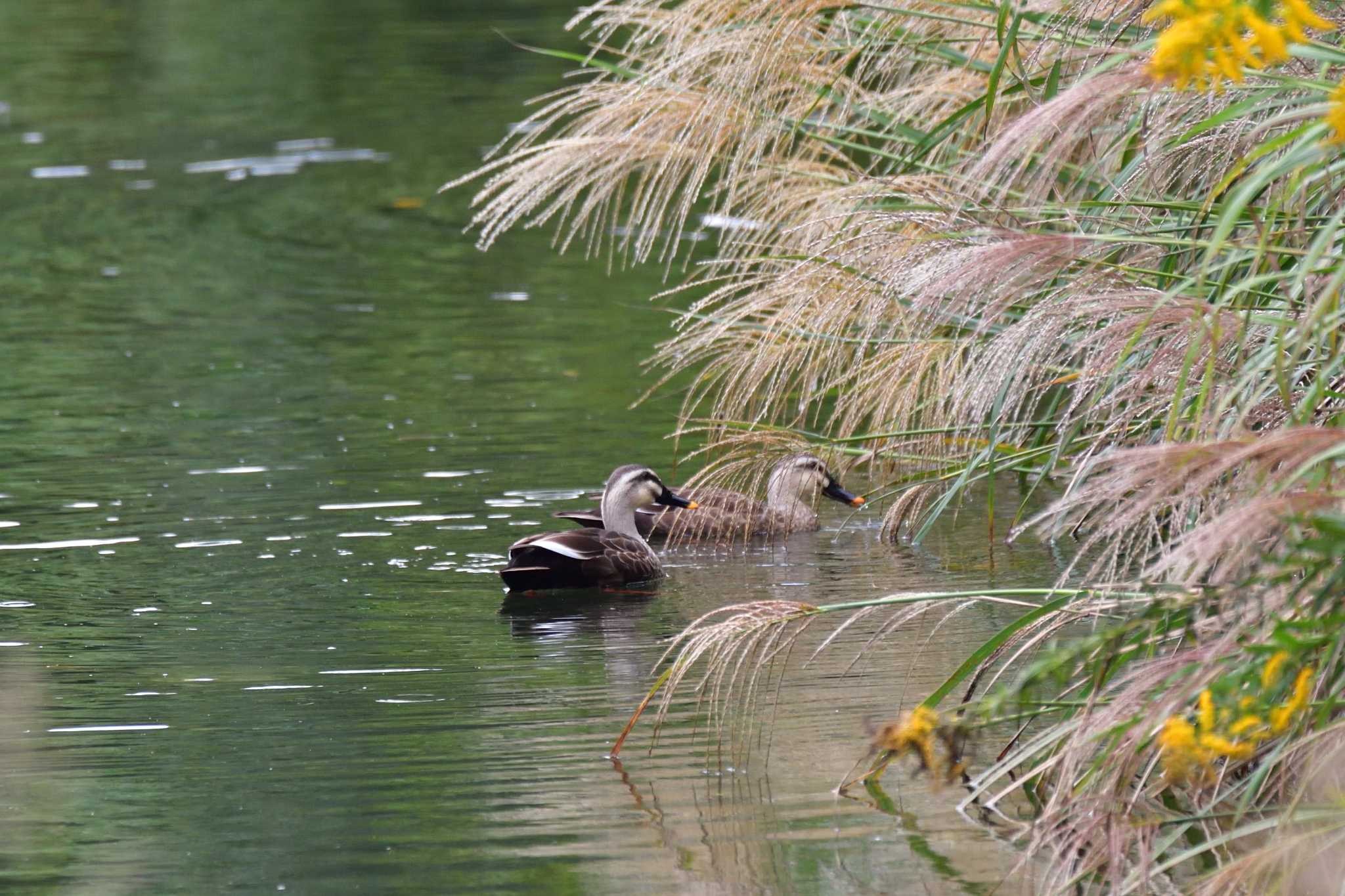 長浜公園 カルガモの写真