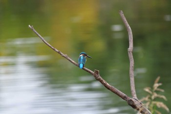 カワセミ 長浜公園 2022年10月12日(水)