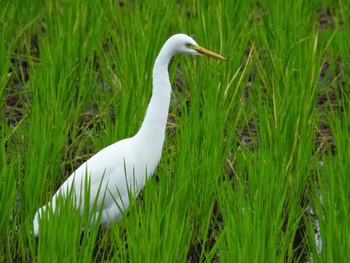 チュウサギ 大久保農耕地 2022年10月10日(月)