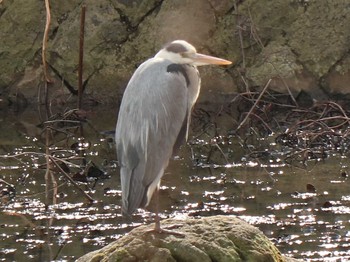 Sun, 2/11/2018 Birding report at 菖蒲園