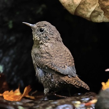 2022年10月11日(火) 大洞の水場の野鳥観察記録