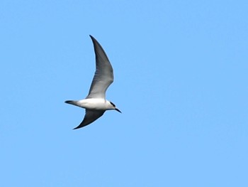 2022年10月12日(水) 江津湖の野鳥観察記録