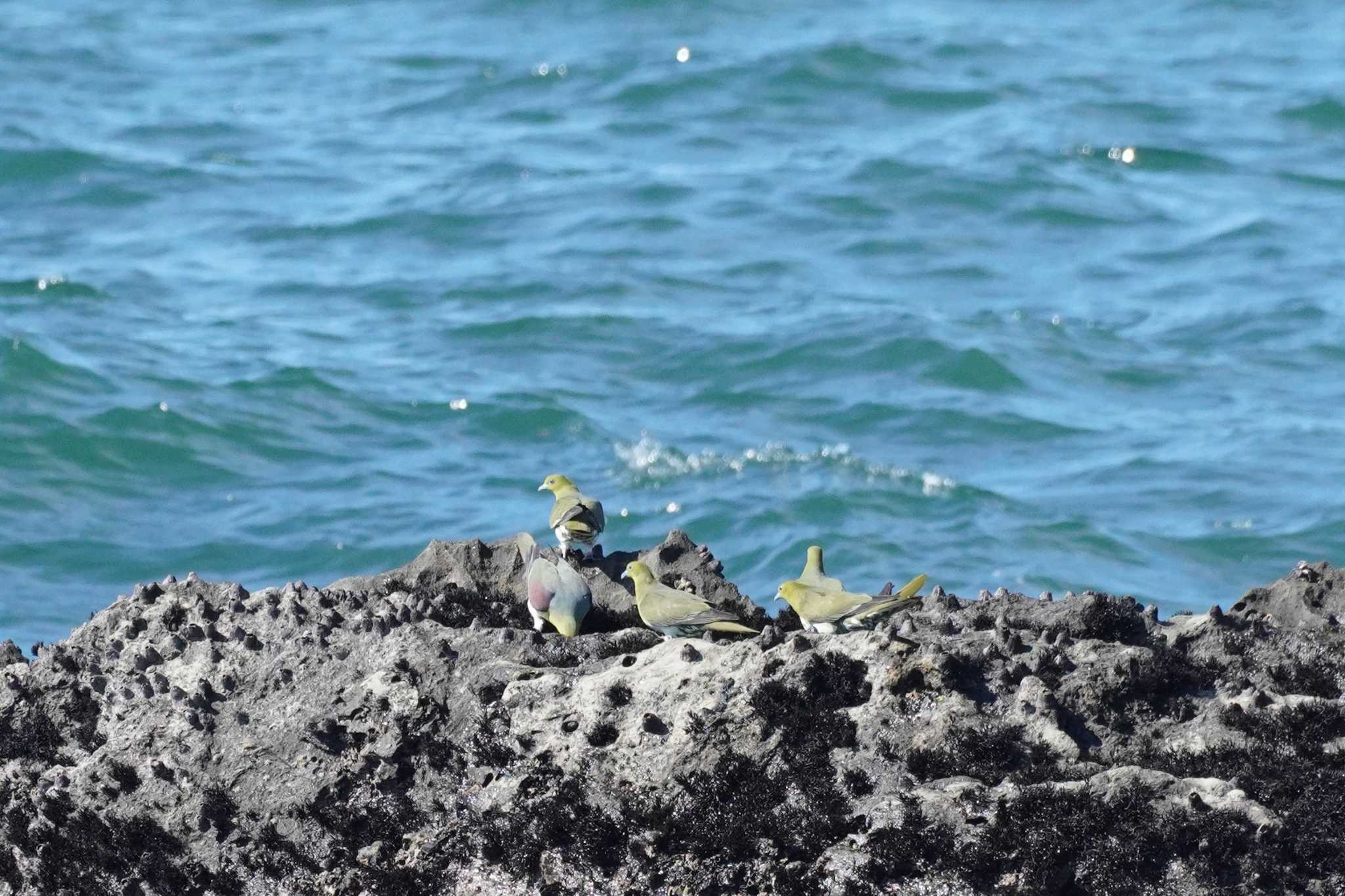 大磯照ヶ崎海岸 アオバトの写真 by どばと