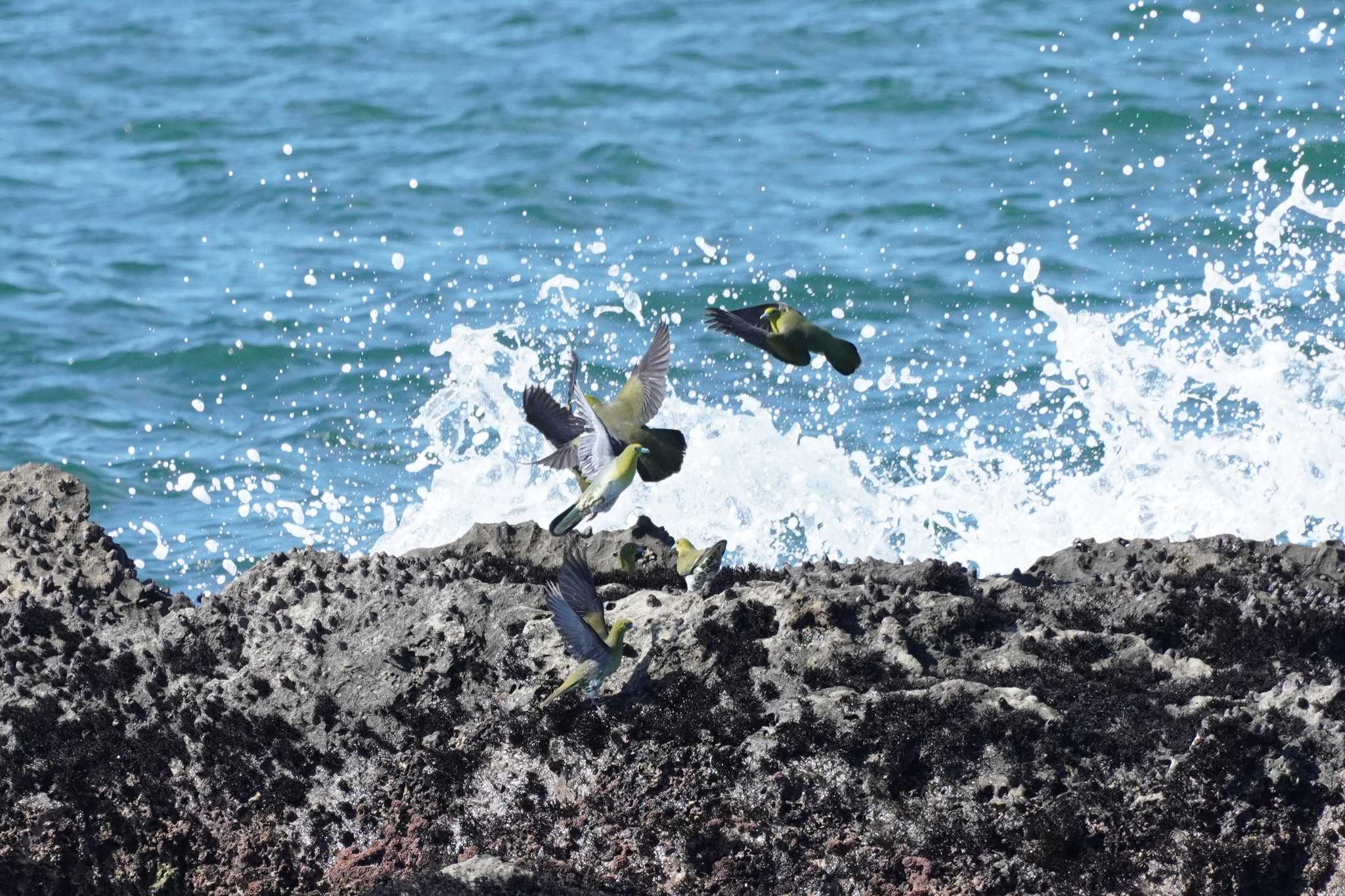 大磯照ヶ崎海岸 アオバトの写真 by どばと