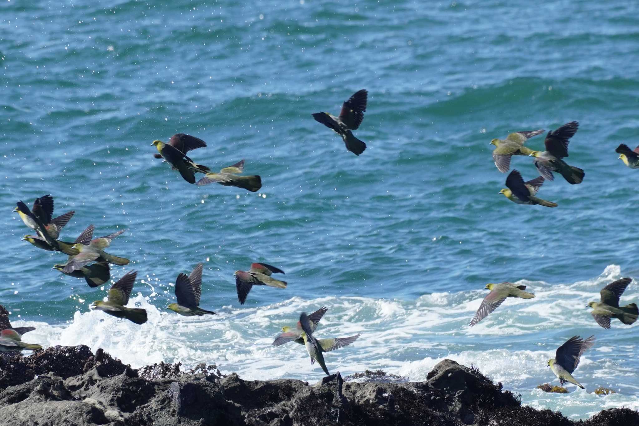 大磯照ヶ崎海岸 アオバトの写真 by どばと