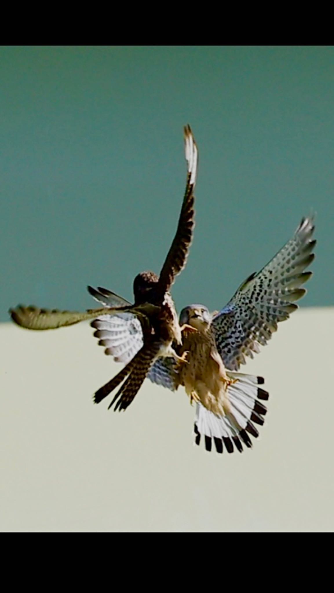 Photo of Common Kestrel at  by soul number