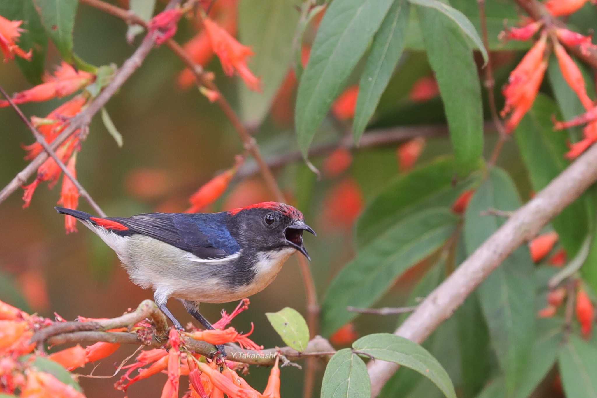 Photo of Scarlet-backed Flowerpecker at 中国広東省 by 八丈 鶫