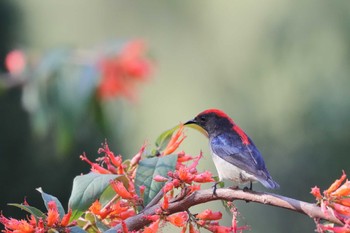 Scarlet-backed Flowerpecker 中国広東省 Sat, 3/10/2018