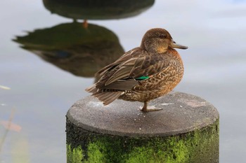 コガモ 中郷温水池公園(三島市) 2022年10月10日(月)