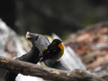 Narcissus Flycatcher 剣山 Wed, 10/12/2022