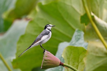 White Wagtail 富士吉田市 Wed, 10/12/2022