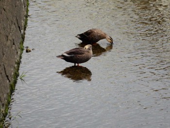 Eastern Spot-billed Duck 妙正寺川 Wed, 10/12/2022