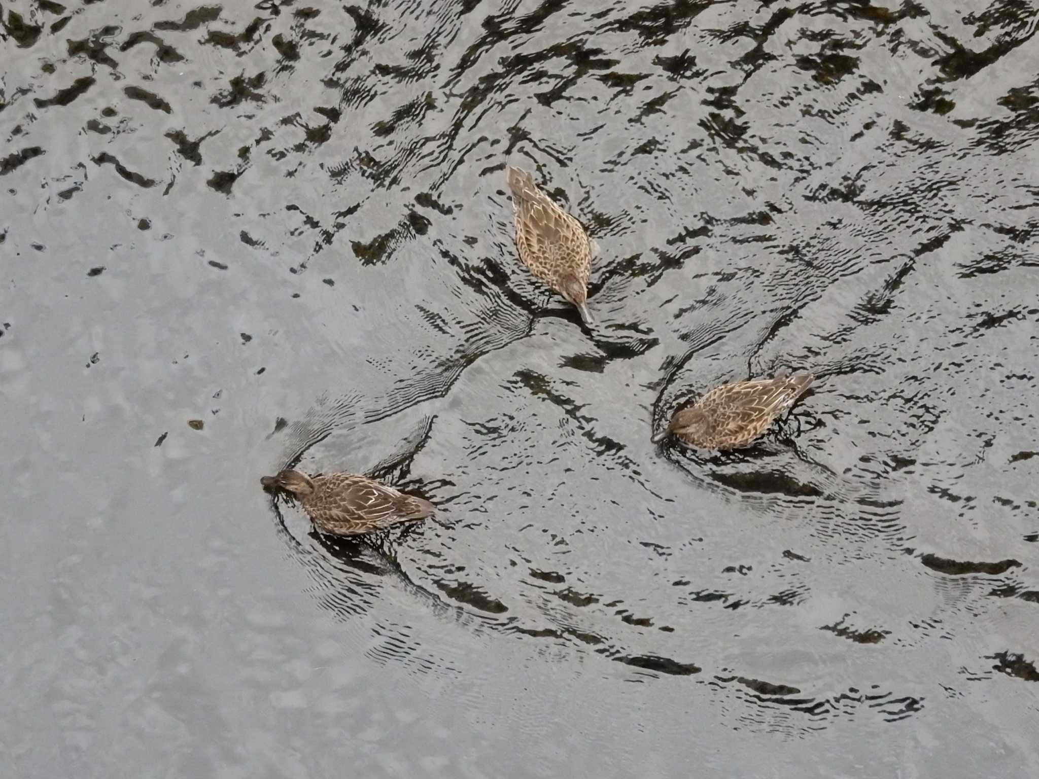 Photo of Eurasian Teal at 妙正寺川 by morinokotori