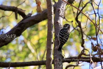 Japanese Pygmy Woodpecker 勅使池(豊明市) Thu, 2/8/2018