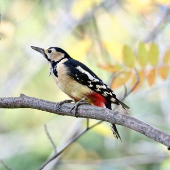 Great Spotted Woodpecker Makomanai Park Wed, 10/12/2022