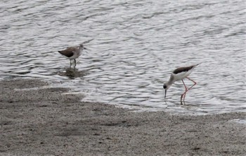 2022年10月8日(土) 土留木川河口(東海市)の野鳥観察記録