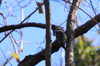 Japanese Pygmy Woodpecker 勅使池(豊明市) Thu, 2/8/2018