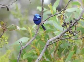 Splendid Fairywren