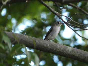 2022年10月3日(月) 飯田公園(浜松市)の野鳥観察記録