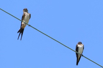 Red-rumped Swallow 堺市内 Sun, 10/2/2022