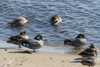 Falcated Duck Gonushi Coast Mon, 2/12/2018