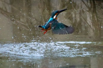 Common Kingfisher 静岡県 Wed, 10/12/2022